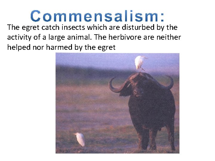 The egret catch insects which are disturbed by the activity of a large animal.