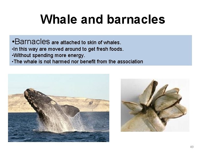 Whale and barnacles • Barnacles are attached to skin of whales. • In this
