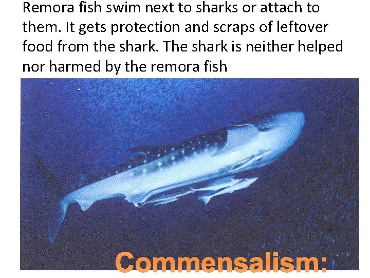 Remora fish swim next to sharks or attach to them. It gets protection and