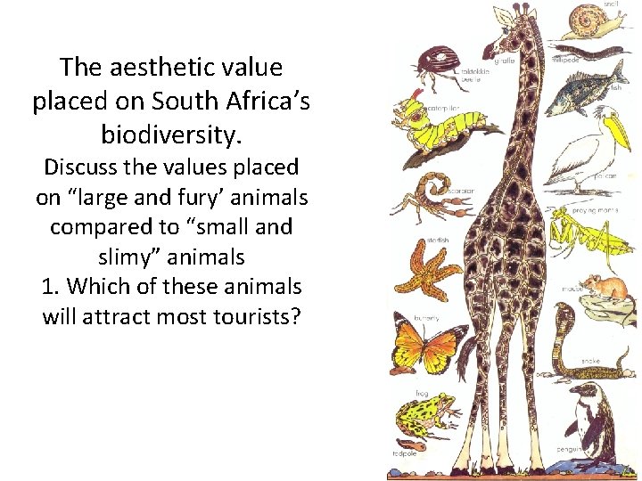 The aesthetic value placed on South Africa’s biodiversity. Discuss the values placed on “large