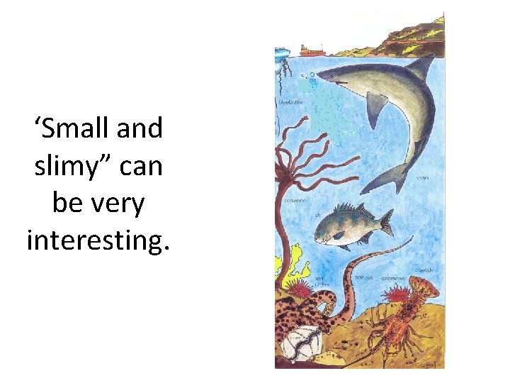 ‘Small and slimy” can be very interesting. 