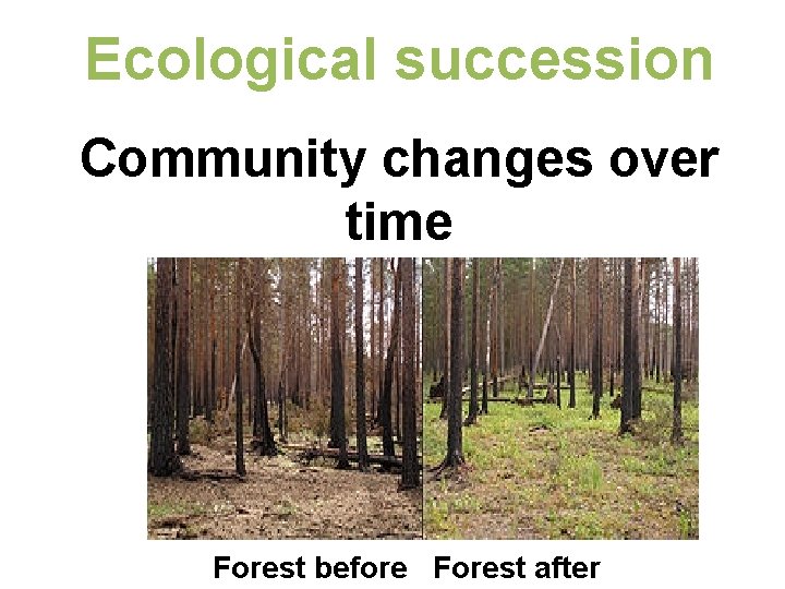 Ecological succession Community changes over time Forest before Forest after 