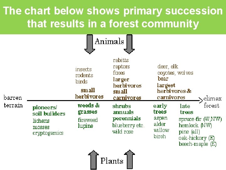 The chart below shows primary succession that results in a forest community 