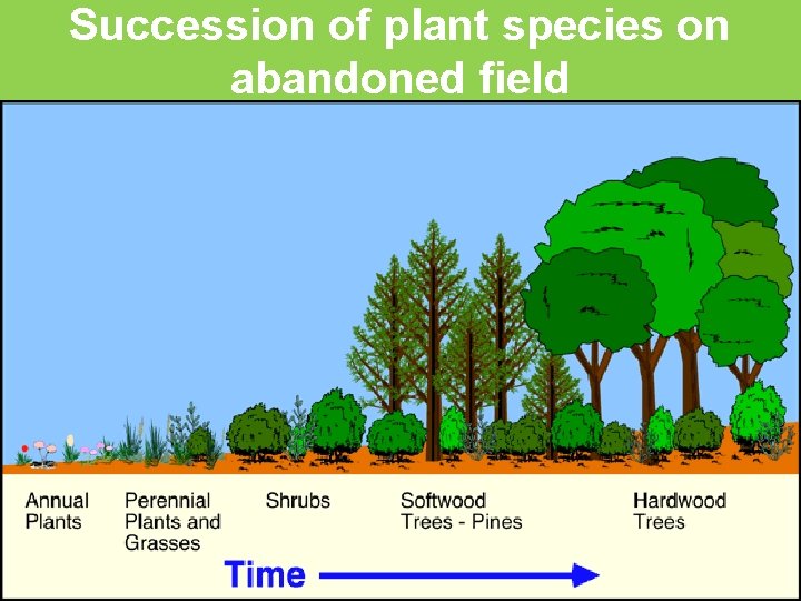 Succession of plant species on abandoned field 