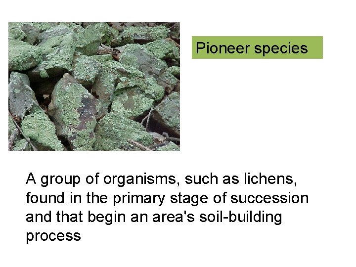 Pioneer species A group of organisms, such as lichens, found in the primary stage
