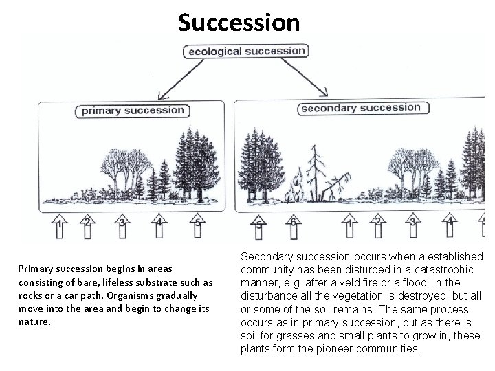 Succession Primary succession begins in areas consisting of bare, lifeless substrate such as rocks