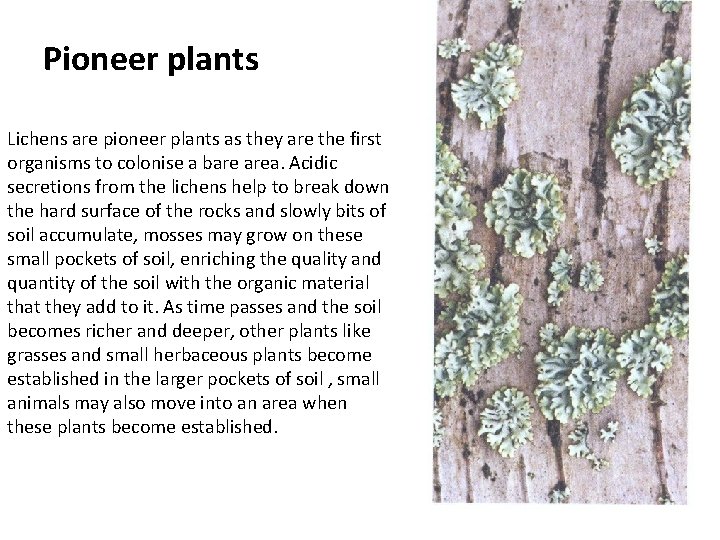 Pioneer plants Lichens are pioneer plants as they are the first organisms to colonise