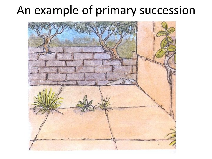 An example of primary succession 
