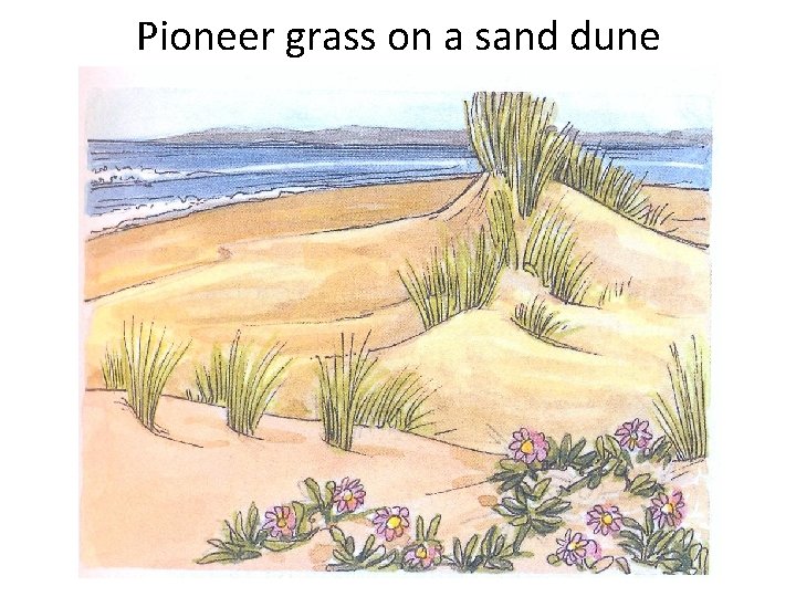 Pioneer grass on a sand dune 