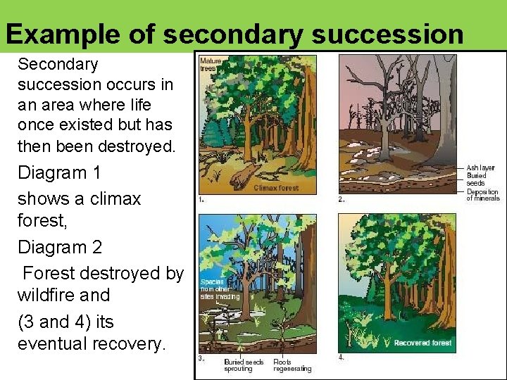 Example of secondary succession Secondary succession occurs in an area where life once existed