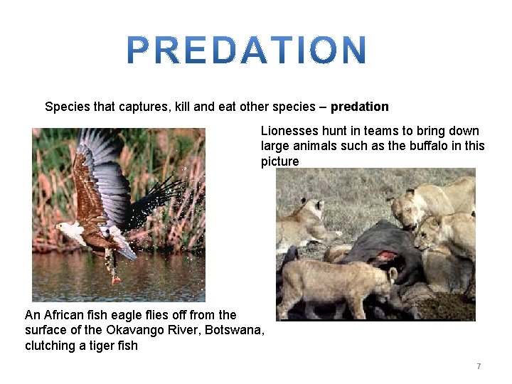 Species that captures, kill and eat other species – predation Lionesses hunt in teams