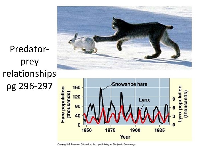 Predatorprey relationships pg 296 -297 