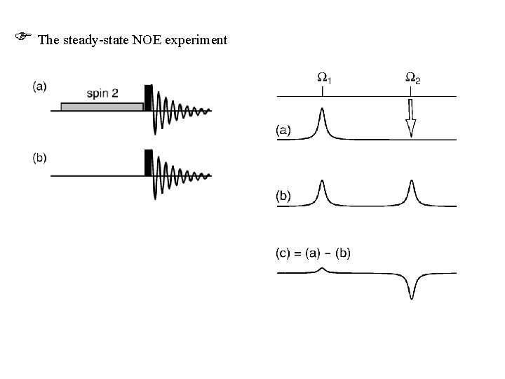  The steady-state NOE experiment 