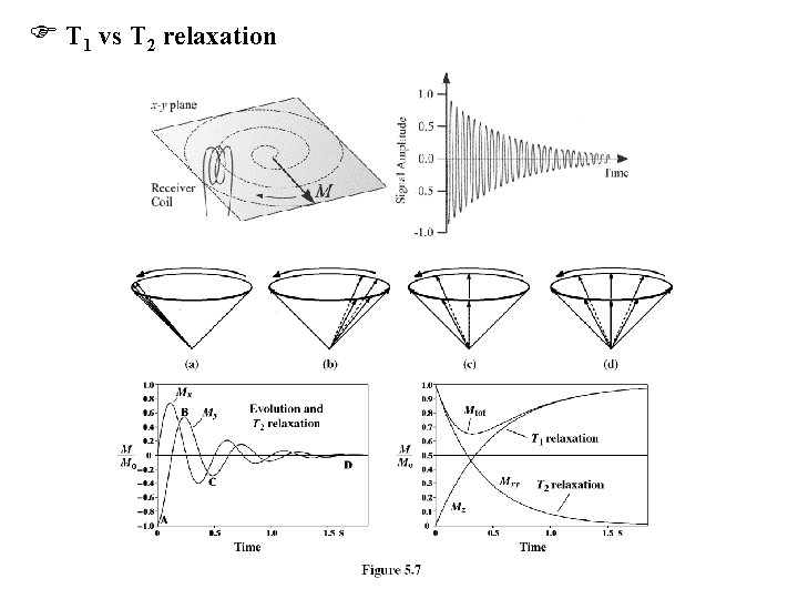  T 1 vs T 2 relaxation 