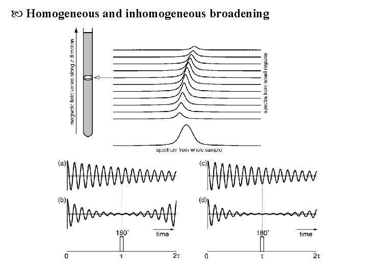  Homogeneous and inhomogeneous broadening 