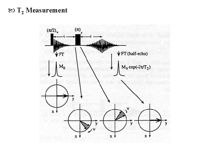  T 2 Measurement 