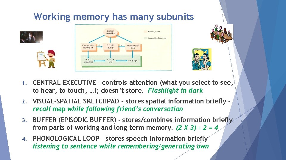 Working memory has many subunits 1. CENTRAL EXECUTIVE – controls attention (what you select