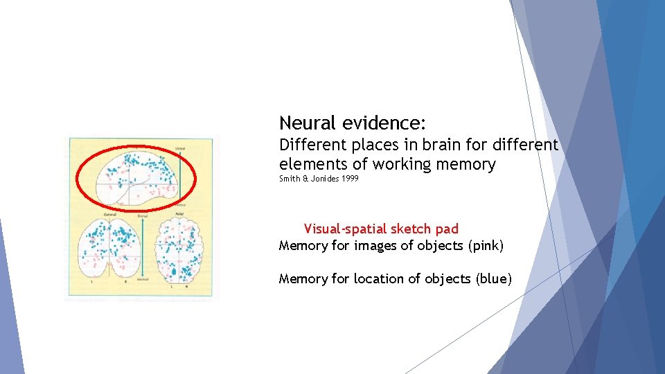 Neural evidence: Different places in brain for different elements of working memory Smith &