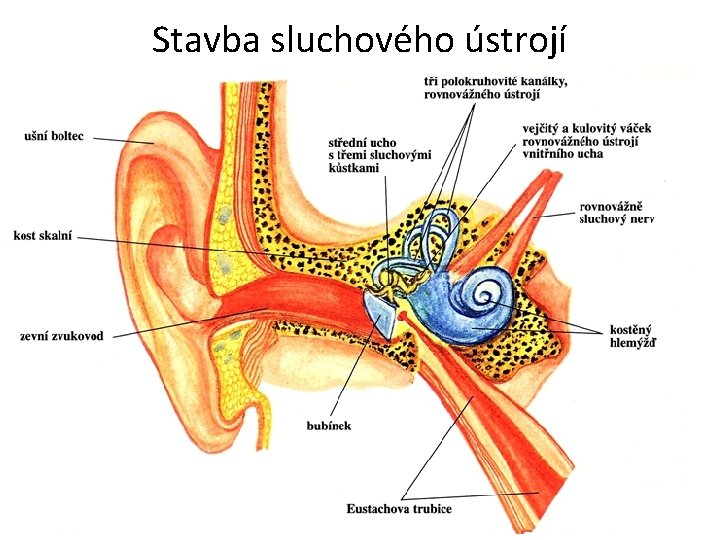 Stavba sluchového ústrojí 