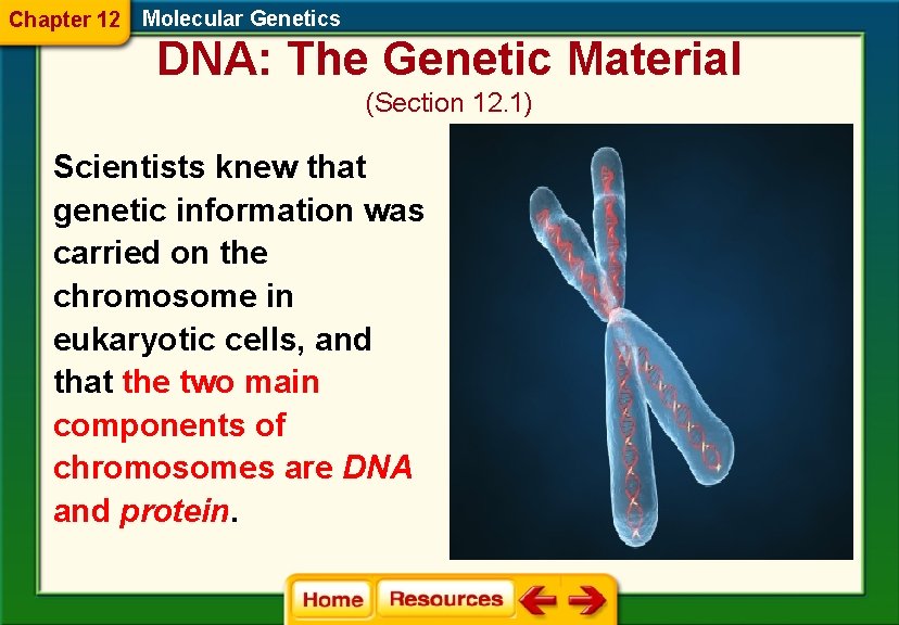 Chapter 12 Molecular Genetics DNA: The Genetic Material (Section 12. 1) Scientists knew that