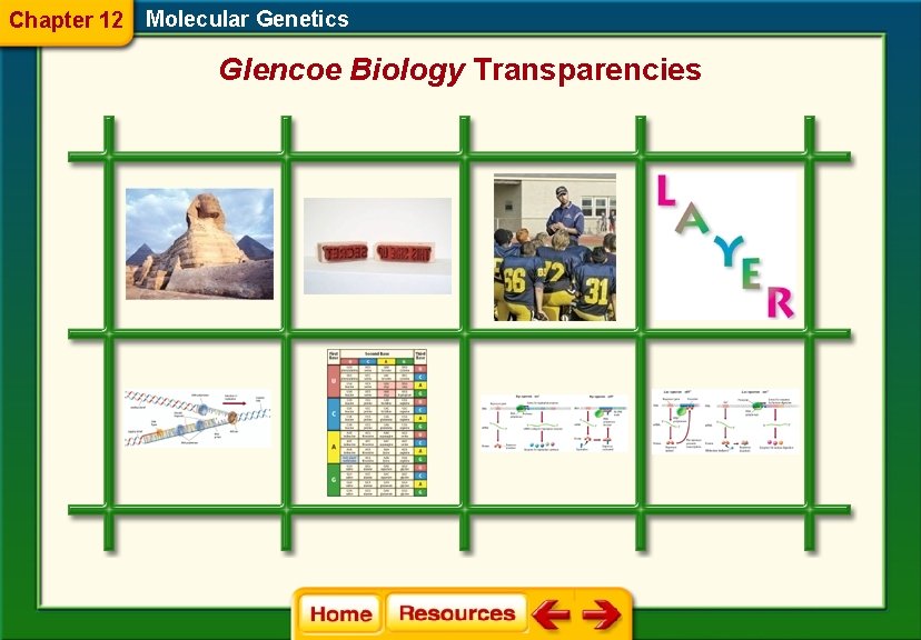 Chapter 12 Molecular Genetics Glencoe Biology Transparencies 