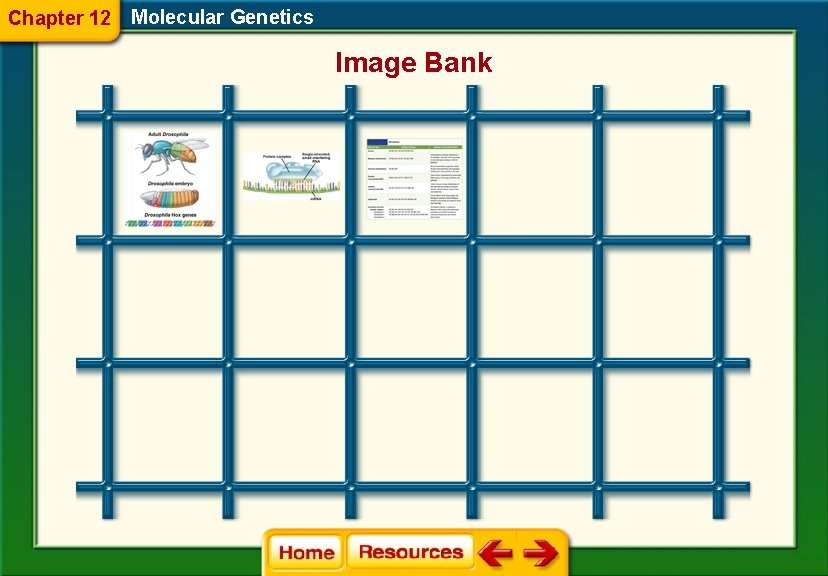 Chapter 12 Molecular Genetics Image Bank 