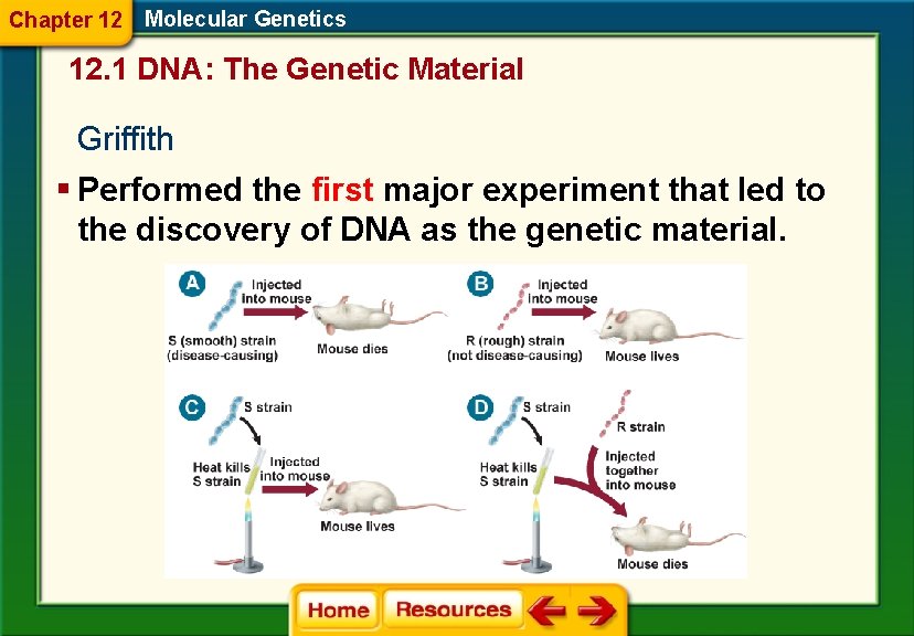 Chapter 12 Molecular Genetics 12. 1 DNA: The Genetic Material Griffith § Performed the