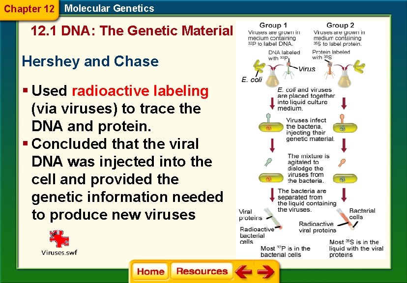 Chapter 12 Molecular Genetics 12. 1 DNA: The Genetic Material Hershey and Chase §