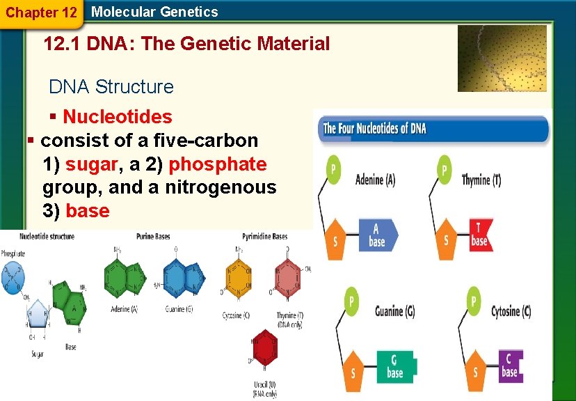 Chapter 12 Molecular Genetics 12. 1 DNA: The Genetic Material DNA Structure § Nucleotides