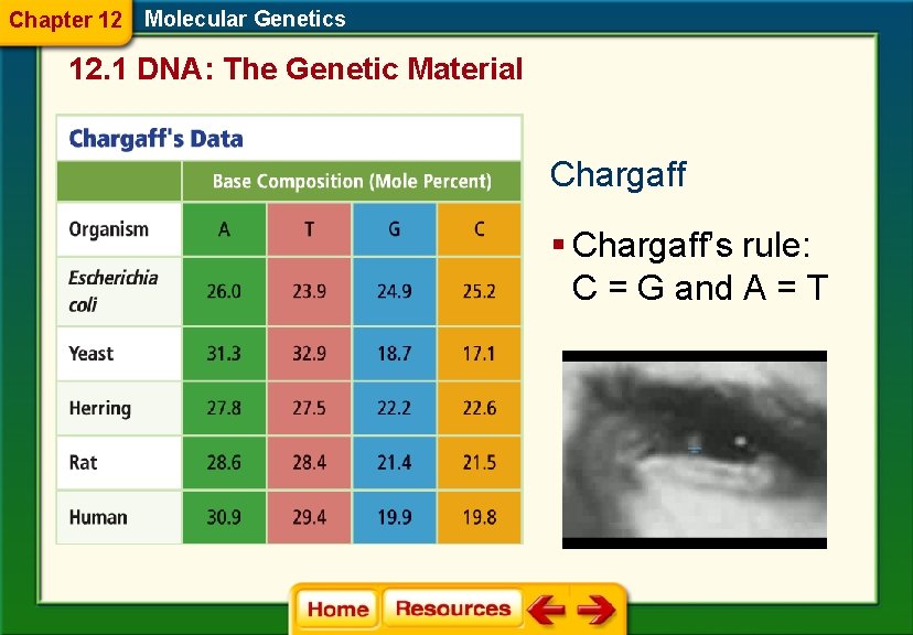 Chapter 12 Molecular Genetics 12. 1 DNA: The Genetic Material Chargaff § Chargaff’s rule: