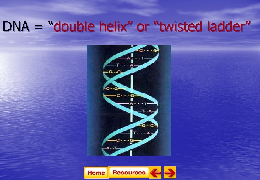 DNA = “double helix” or “twisted ladder” 