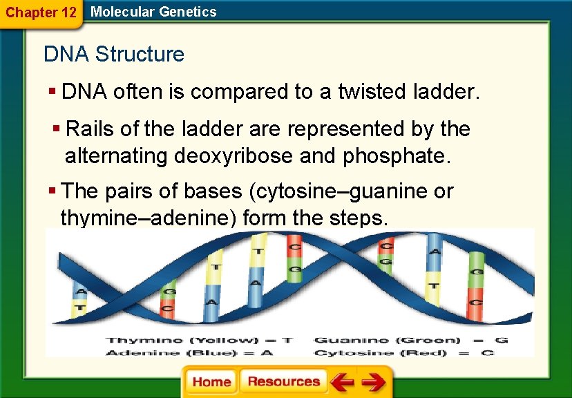 Chapter 12 Molecular Genetics DNA Structure § DNA often is compared to a twisted