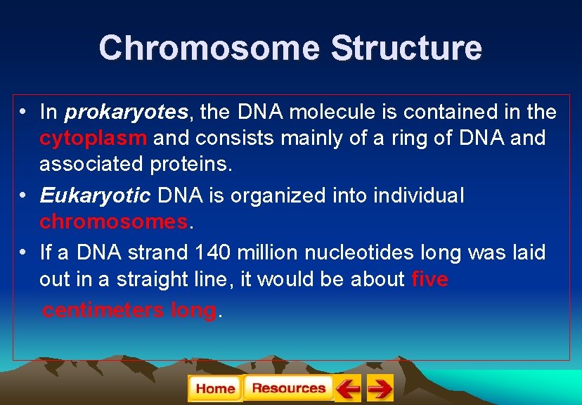 Chromosome Structure • In prokaryotes, the DNA molecule is contained in the cytoplasm and