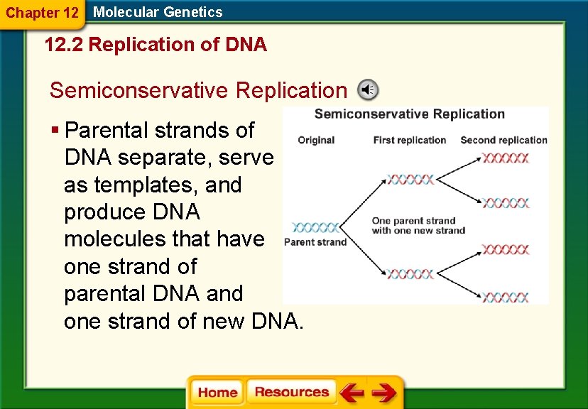 Chapter 12 Molecular Genetics 12. 2 Replication of DNA Semiconservative Replication § Parental strands