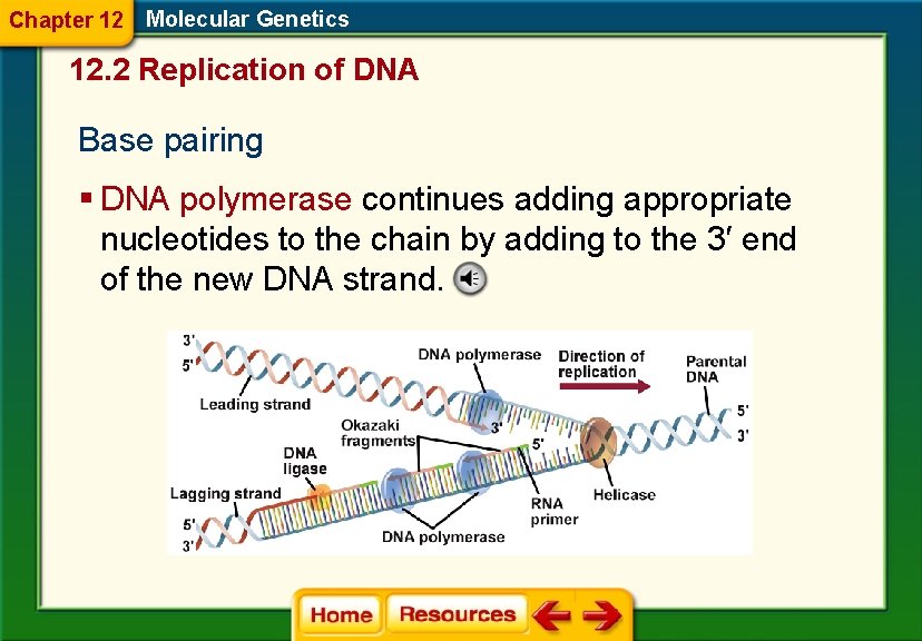 Chapter 12 Molecular Genetics 12. 2 Replication of DNA Base pairing § DNA polymerase