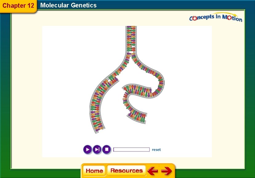 Chapter 12 Molecular Genetics 