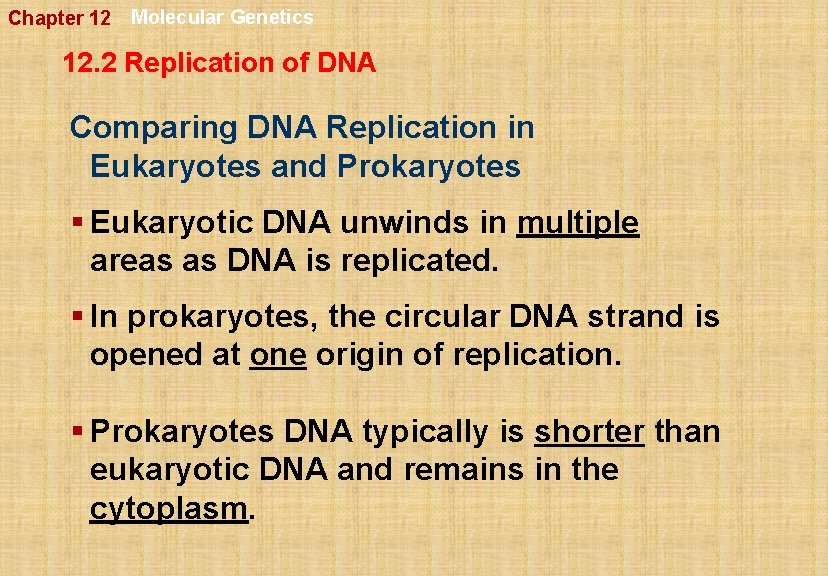 Chapter 12 Molecular Genetics 12. 2 Replication of DNA Comparing DNA Replication in Eukaryotes