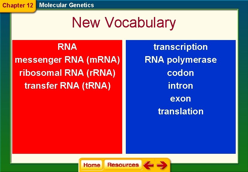 Chapter 12 Molecular Genetics New Vocabulary RNA messenger RNA (m. RNA) ribosomal RNA (r.