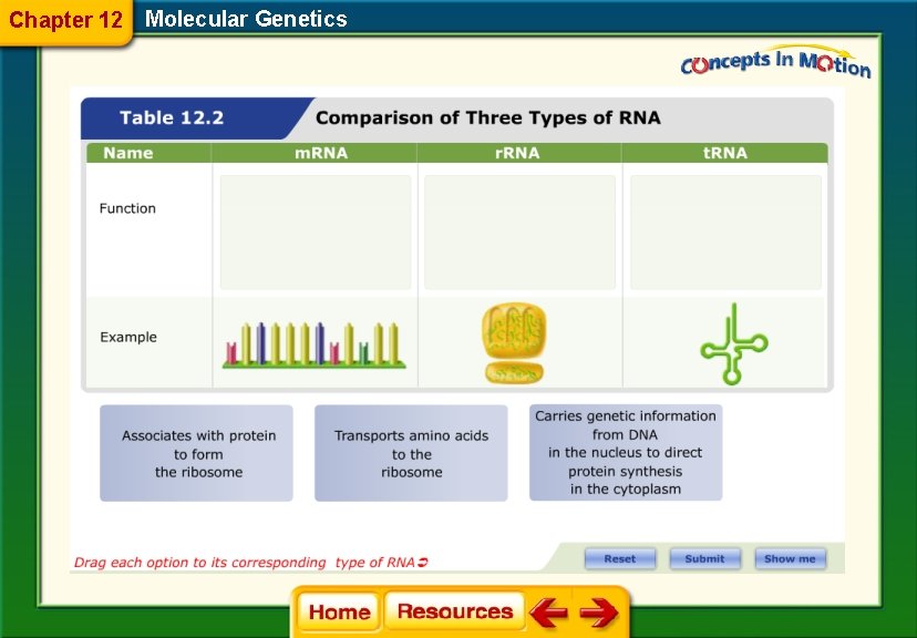 Chapter 12 Molecular Genetics 