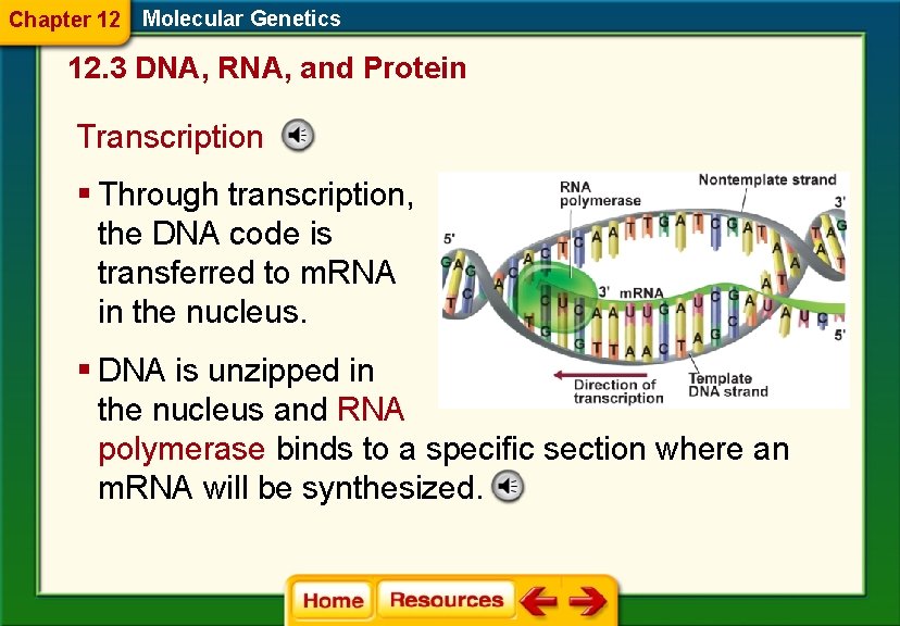 Chapter 12 Molecular Genetics 12. 3 DNA, RNA, and Protein Transcription § Through transcription,