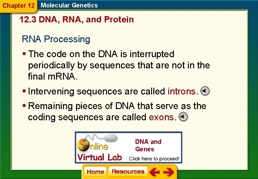 Chapter 12 Molecular Genetics 12. 3 DNA, RNA, and Protein RNA Processing § The