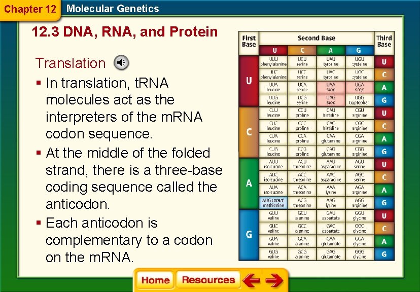 Chapter 12 Molecular Genetics 12. 3 DNA, RNA, and Protein Translation § In translation,