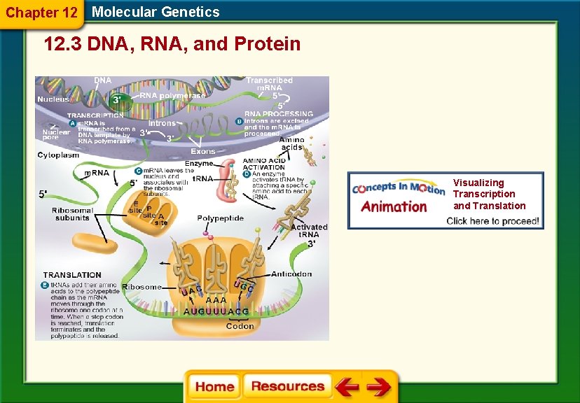 Chapter 12 Molecular Genetics 12. 3 DNA, RNA, and Protein Visualizing Transcription and Translation