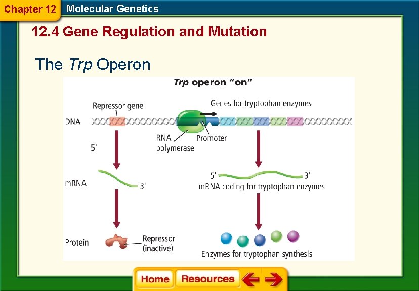 Chapter 12 Molecular Genetics 12. 4 Gene Regulation and Mutation The Trp Operon 