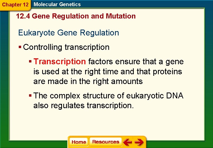 Chapter 12 Molecular Genetics 12. 4 Gene Regulation and Mutation Eukaryote Gene Regulation §