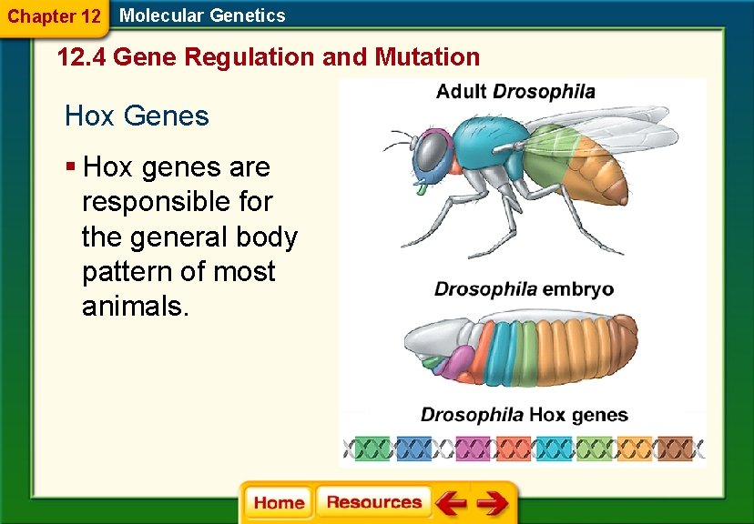 Chapter 12 Molecular Genetics 12. 4 Gene Regulation and Mutation Hox Genes § Hox