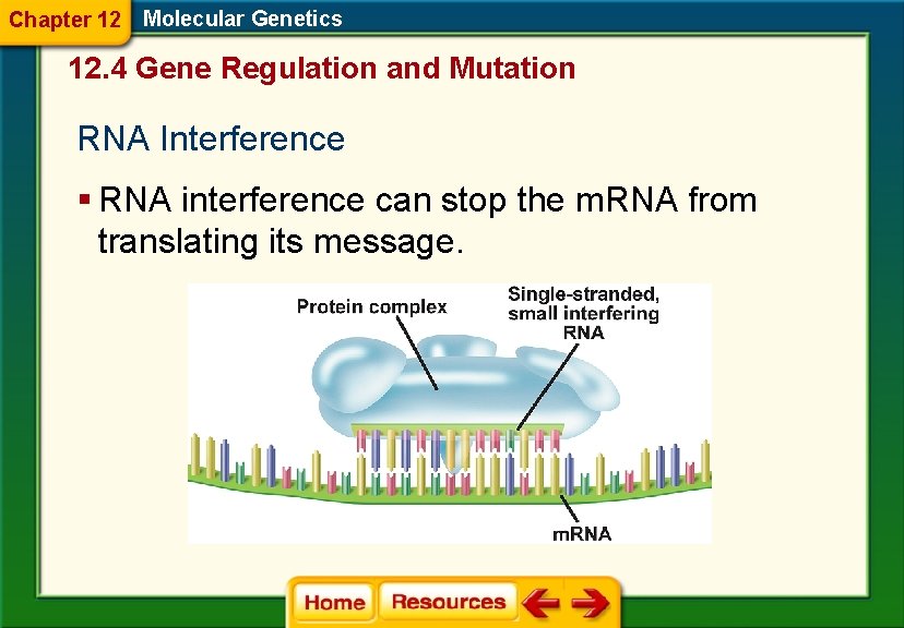 Chapter 12 Molecular Genetics 12. 4 Gene Regulation and Mutation RNA Interference § RNA