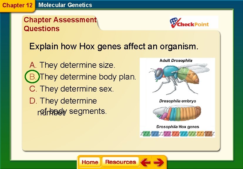 Chapter 12 Molecular Genetics Chapter Assessment Questions Explain how Hox genes affect an organism.