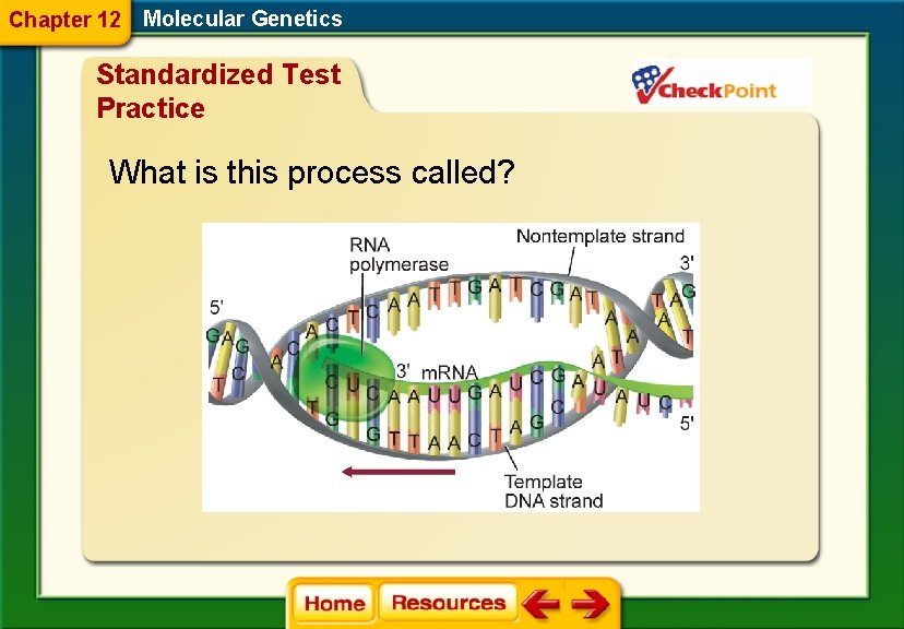 Chapter 12 Molecular Genetics Standardized Test Practice What is this process called? 