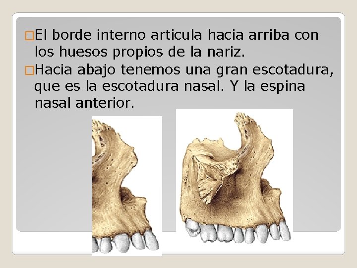 �El borde interno articula hacia arriba con los huesos propios de la nariz. �Hacia